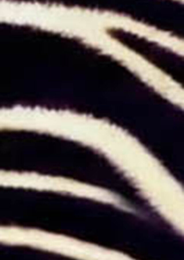 PE26-matinee-TELOFANTASIAZEBRATOBIANCO_1_P.jpg